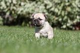 BOULEDOGUE FRANCAIS 612